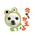 バニおじさんだよ（個別スタンプ：6）