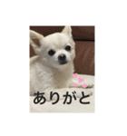 バニおじさんだよ（個別スタンプ：8）