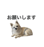 バニおじさんだよ（個別スタンプ：9）