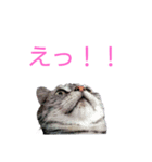 アメショー日和みかん5（個別スタンプ：1）