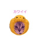 アメショー日和みかん5（個別スタンプ：2）