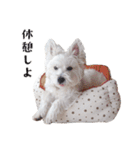 白犬ウエスティのモグちゃん（個別スタンプ：23）