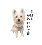 白犬ウエスティのモグちゃん（個別スタンプ：36）