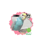 インコプラスα（個別スタンプ：1）