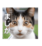 【ねこ】真顔のネコ☆文字変更自由（個別スタンプ：1）