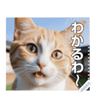 【ねこ】真顔のネコ☆文字変更自由（個別スタンプ：3）