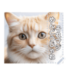 【ねこ】真顔のネコ☆文字変更自由（個別スタンプ：5）
