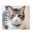 【ねこ】真顔のネコ☆文字変更自由（個別スタンプ：6）