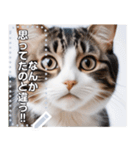 【ねこ】真顔のネコ☆文字変更自由（個別スタンプ：8）