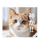 【ねこ】真顔のネコ☆文字変更自由（個別スタンプ：20）