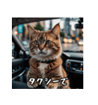 敬語を話す猫（個別スタンプ：36）