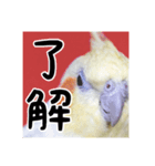 オカメインコスタンプ背景赤（個別スタンプ：7）