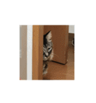 猫あずき♀(10歳)（個別スタンプ：23）