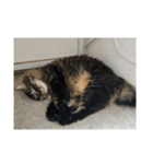 猫あずき♀(10歳)（個別スタンプ：38）