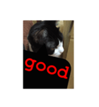 ねこ✖️猫✖️ネコ✖️ネゴっ！パート2（個別スタンプ：1）