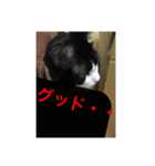 ねこ✖️猫✖️ネコ✖️ネゴっ！パート2（個別スタンプ：2）