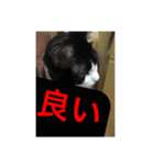 ねこ✖️猫✖️ネコ✖️ネゴっ！パート2（個別スタンプ：3）