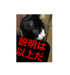 ねこ✖️猫✖️ネコ✖️ネゴっ！パート2（個別スタンプ：4）