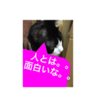 ねこ✖️猫✖️ネコ✖️ネゴっ！パート2（個別スタンプ：6）