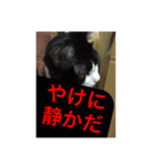 ねこ✖️猫✖️ネコ✖️ネゴっ！パート2（個別スタンプ：9）