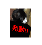 ねこ✖️猫✖️ネコ✖️ネゴっ！パート2（個別スタンプ：10）