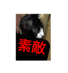 ねこ✖️猫✖️ネコ✖️ネゴっ！パート2（個別スタンプ：11）