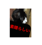 ねこ✖️猫✖️ネコ✖️ネゴっ！パート2（個別スタンプ：12）