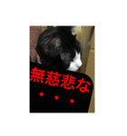 ねこ✖️猫✖️ネコ✖️ネゴっ！パート2（個別スタンプ：13）