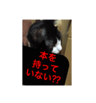 ねこ✖️猫✖️ネコ✖️ネゴっ！パート2（個別スタンプ：14）