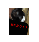 ねこ✖️猫✖️ネコ✖️ネゴっ！パート2（個別スタンプ：15）