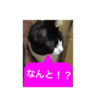 ねこ✖️猫✖️ネコ✖️ネゴっ！パート2（個別スタンプ：22）