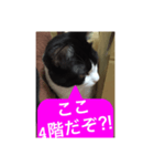 ねこ✖️猫✖️ネコ✖️ネゴっ！パート2（個別スタンプ：23）