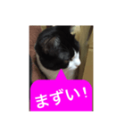 ねこ✖️猫✖️ネコ✖️ネゴっ！パート2（個別スタンプ：24）