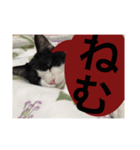 ねこ✖️猫✖️ネコ✖️ネゴっ！パート2（個別スタンプ：26）