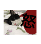ねこ✖️猫✖️ネコ✖️ネゴっ！パート2（個別スタンプ：27）