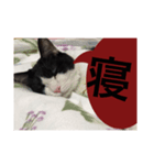 ねこ✖️猫✖️ネコ✖️ネゴっ！パート2（個別スタンプ：28）