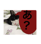 ねこ✖️猫✖️ネコ✖️ネゴっ！パート2（個別スタンプ：29）