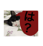 ねこ✖️猫✖️ネコ✖️ネゴっ！パート2（個別スタンプ：30）