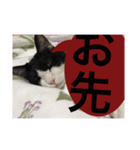 ねこ✖️猫✖️ネコ✖️ネゴっ！パート2（個別スタンプ：31）