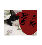 ねこ✖️猫✖️ネコ✖️ネゴっ！パート2（個別スタンプ：32）