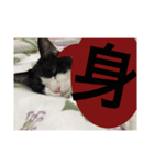 ねこ✖️猫✖️ネコ✖️ネゴっ！パート2（個別スタンプ：34）