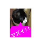 ねこ✖️猫✖️ネコ✖️ネゴっ！パート2（個別スタンプ：35）