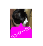 ねこ✖️猫✖️ネコ✖️ネゴっ！パート2（個別スタンプ：36）