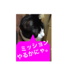ねこ✖️猫✖️ネコ✖️ネゴっ！パート2（個別スタンプ：38）