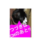 ねこ✖️猫✖️ネコ✖️ネゴっ！パート2（個別スタンプ：40）