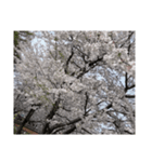 2024年桜（停止画言葉なし）✅（個別スタンプ：2）