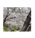 2024年桜（停止画言葉なし）✅（個別スタンプ：4）