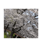 2024年桜（停止画言葉なし）（個別スタンプ：10）