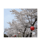 2024年桜（停止画言葉なし）✅（個別スタンプ：12）