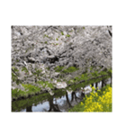 2024年桜（停止画言葉なし）✅（個別スタンプ：16）